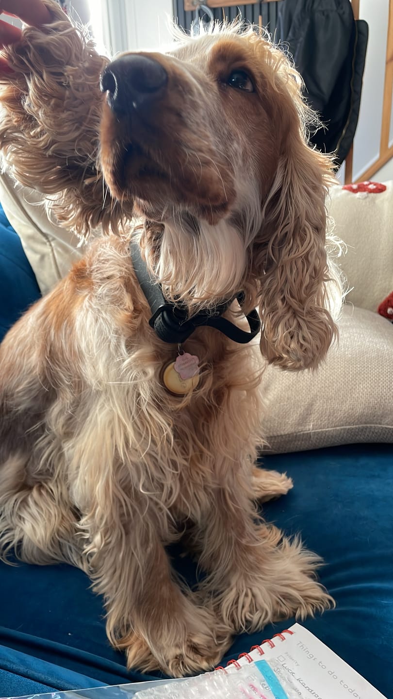 Customer photo review of 2.5cm Billowthane® Combat® Collar - With Handle, Waterproof & Rated Clip - Black