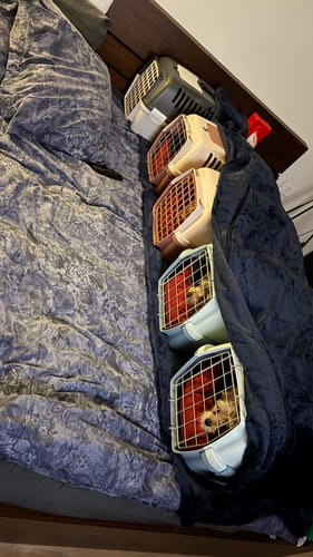 Customer photo review of Mike Pet Bed