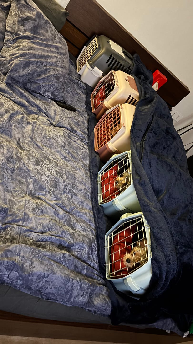 Customer photo review of Mike Pet Bed