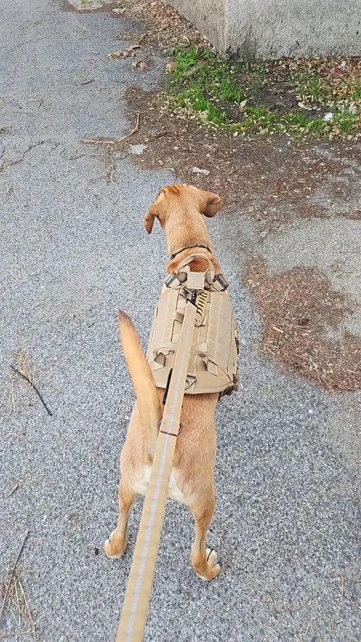 Customer photo review of Heavy-Duty Reflective Bungee Dog Leash with Car Seatbelt Attachment for Large Dogs - Tactical Shock-Absorbing No Pull Design