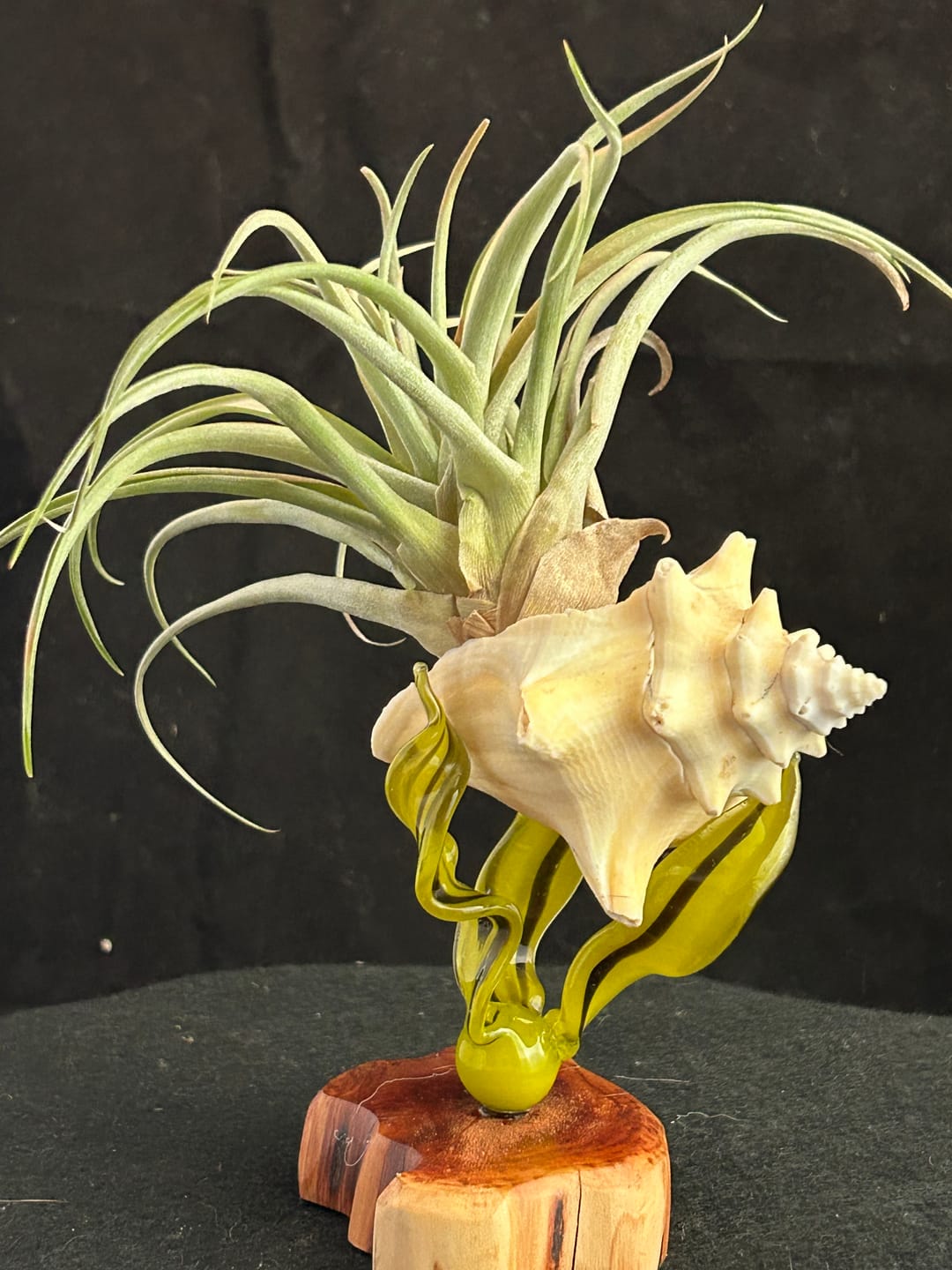 Customer photo review of 10 Pack Premium Air Plants Mix  *Cannot Be Shipped Internationally*