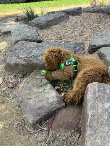 Customer photo review of Classic Dog Leash