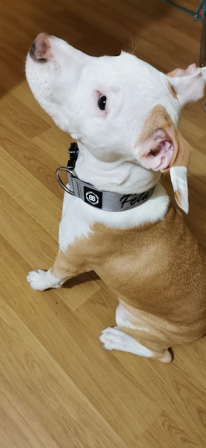 Customer photo review of 4cm Combat® Collar | Rated Clip - NO HANDLE - Metal Grey