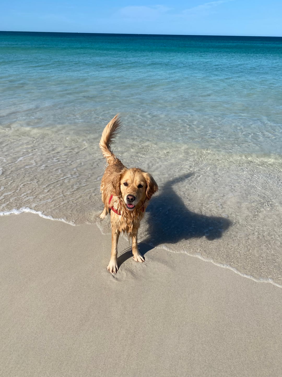Customer photo review of Aussie Beef Tendons (Large Dogs)