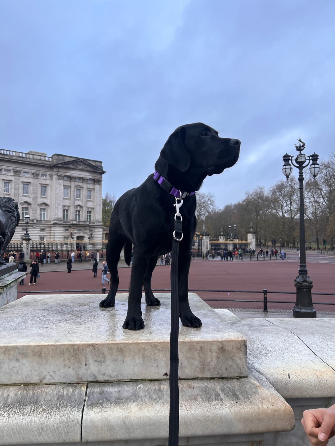 Customer photo review of Training Double Ended Dog Lead | 2m Length -  Black