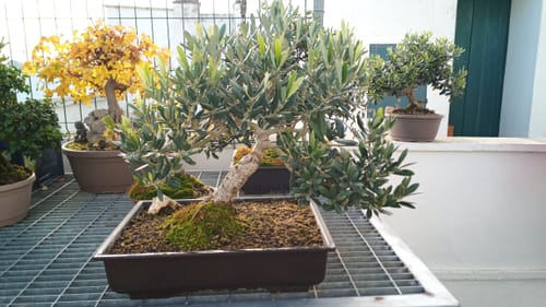 Customer photo review of VASI BONSAI PLASTICA RIGIDA PROFESSIONALI