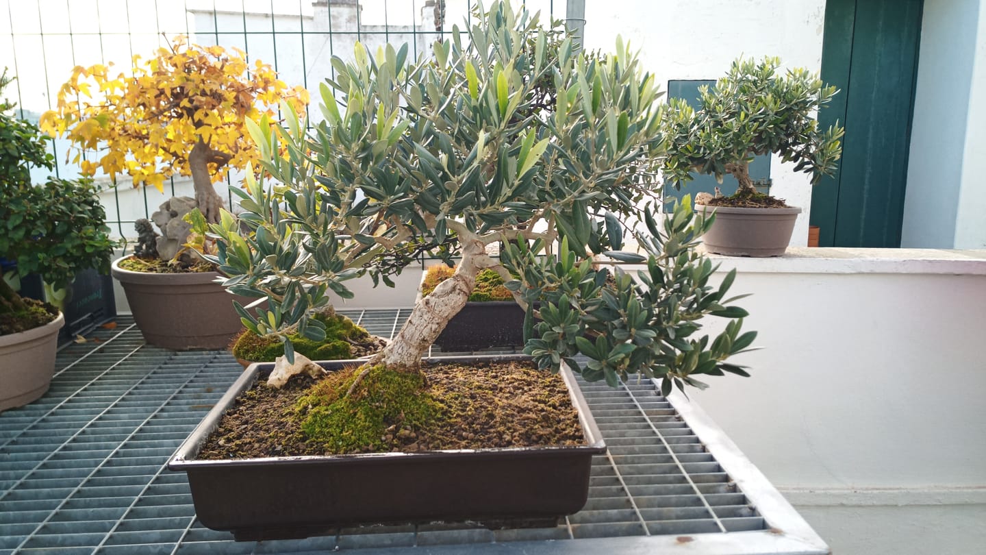 Customer photo review of VASI BONSAI PLASTICA RIGIDA PROFESSIONALI