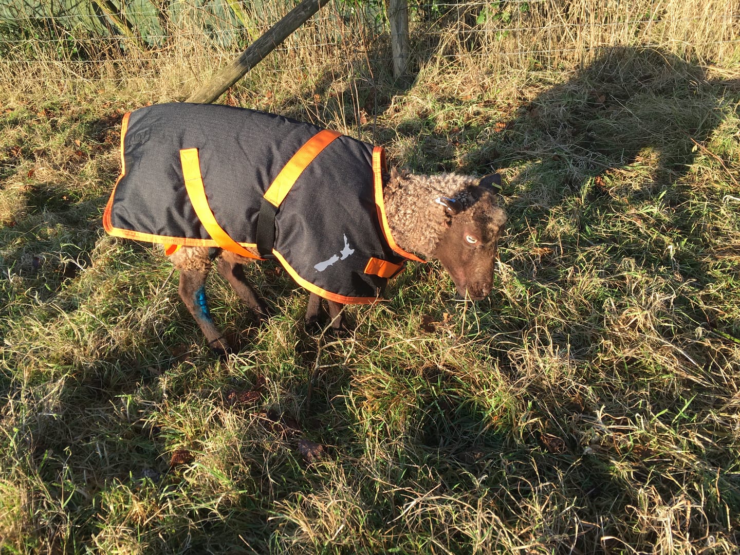 Customer photo review of Sheep Coat | Waterproof