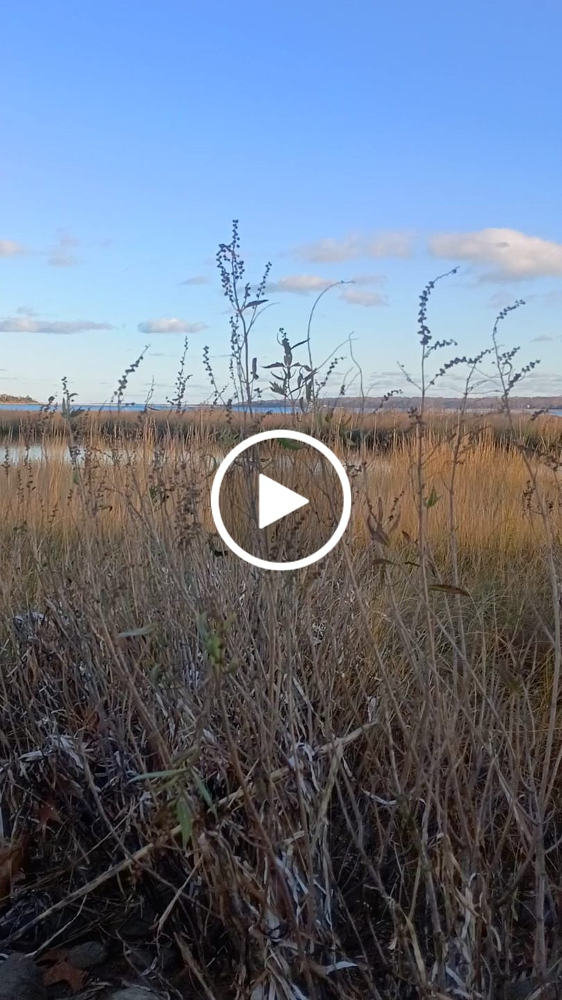 Customer video review of Seeker Pro Insulated Duck Waterfowl Hunting 1400 Gram 3M Thinsulate Neoprene Chest Waders