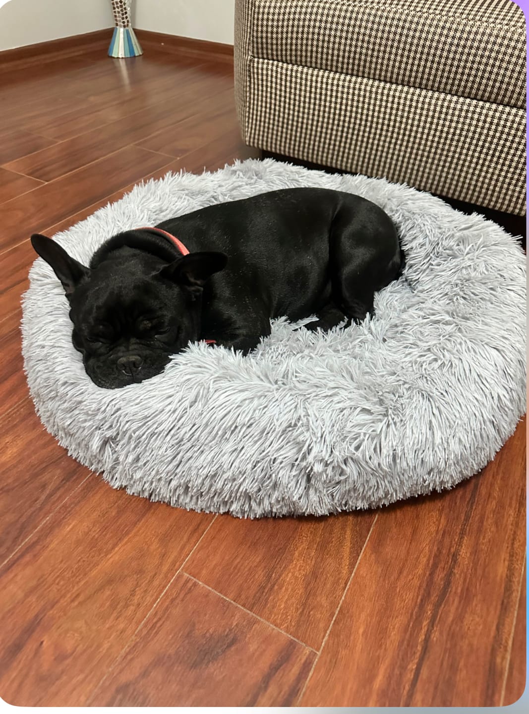 Customer photo review of Mellowpurr Huzurlu Paws Yatağı | Süper Yumuşak