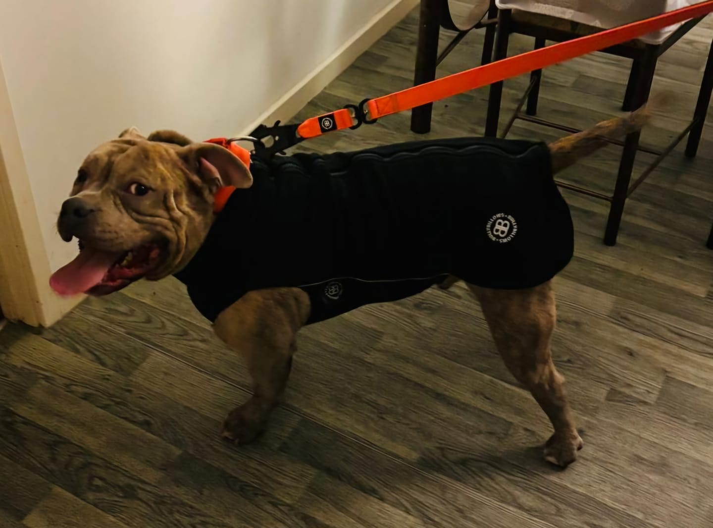 Customer photo review of 1.4m Swivel Combat Lead | Anti-Tangle & Secure Clip - Orange