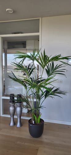 Customer photo review of Kentia Kunstpalm 180cm