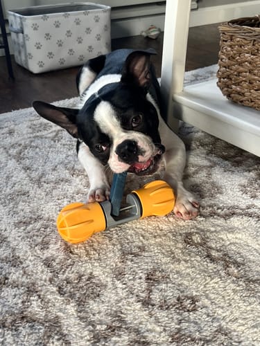 Customer photo review of BLUEBERRY YAK CHEWS