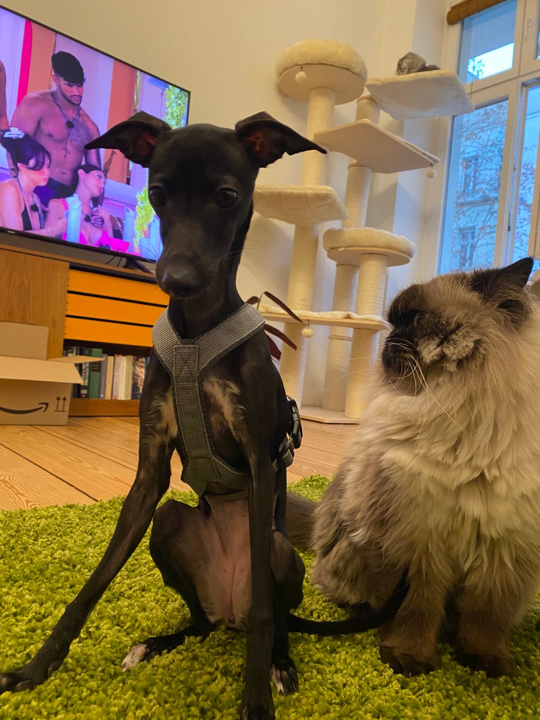 Customer photo review of Hundegeschirr FUN Welpe/Windspiel "Moon Grey"