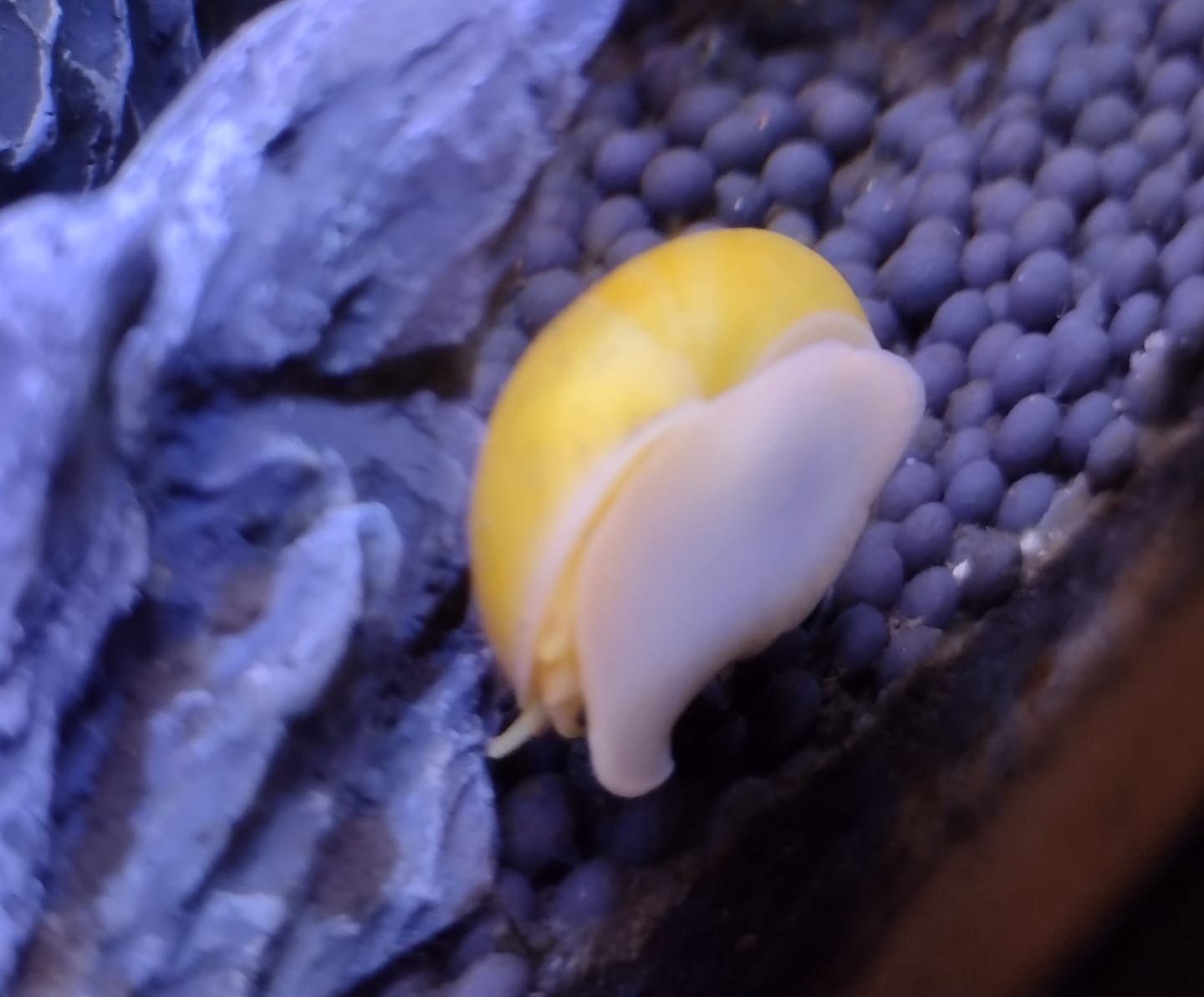 Customer photo review of Gold Mystery Snail