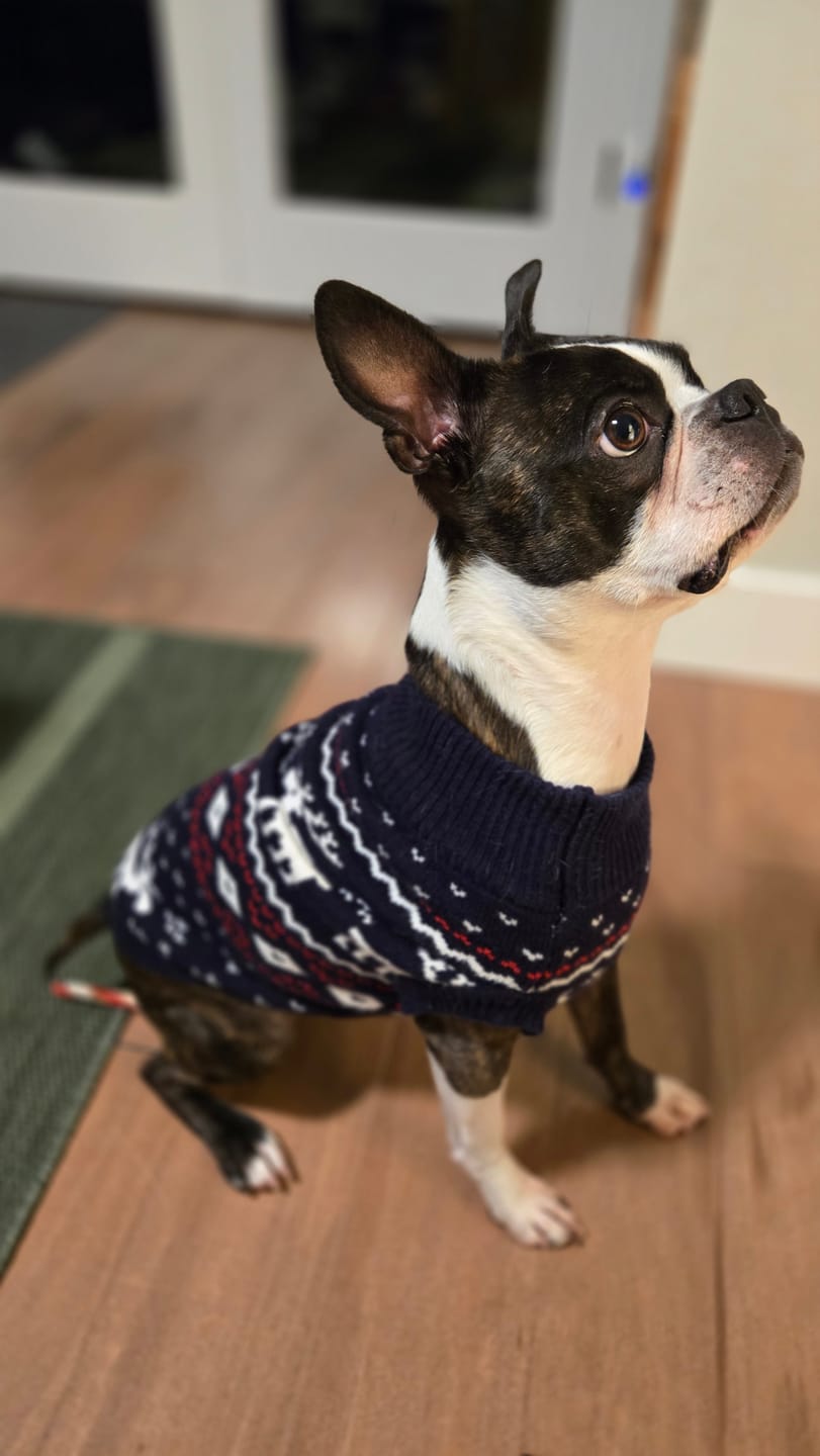 Customer photo review of Christmas Dog Knit Sweater