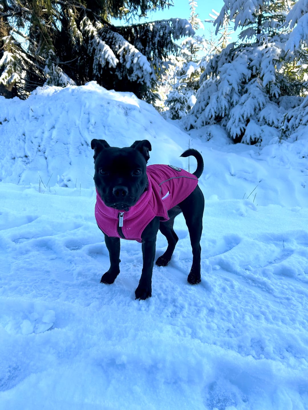 Customer photo review of Dog Coat With Zip - Shower Proof - Carminerose