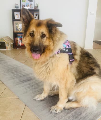 Customer photo review of Dog Harness