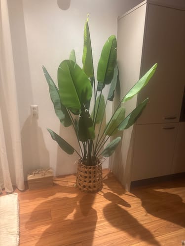 Customer photo review of Strelitzia Kunstplant 180cm