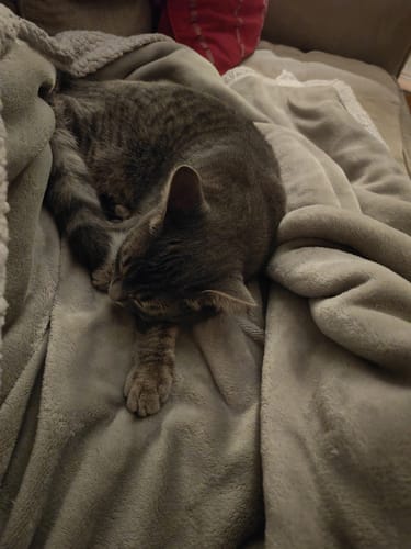 Avis photo d'un client sur Pâtée Chat Stérilisé Sans Céréales - Poulet