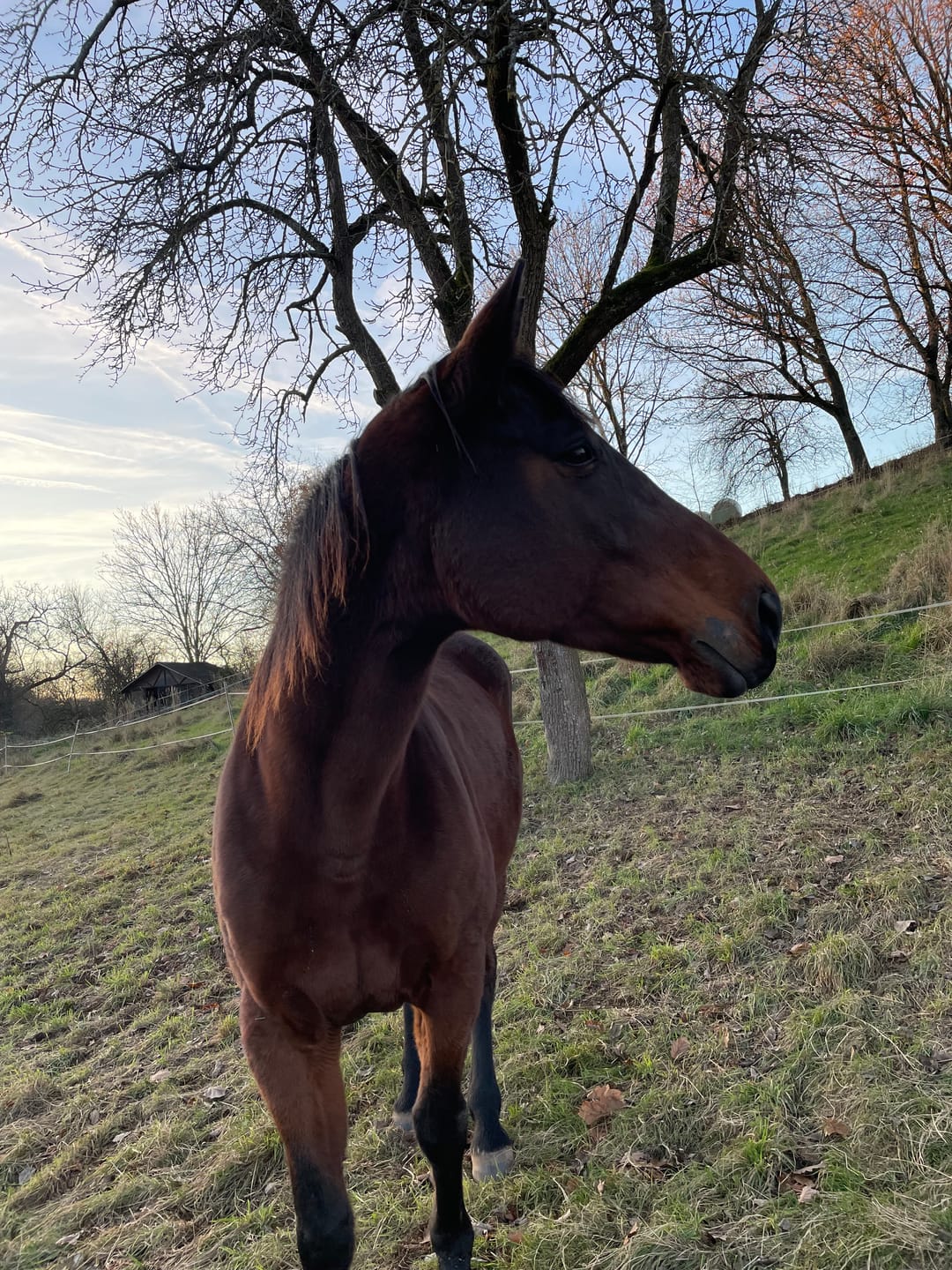 Customer photo review of Kristallkraft Brave Horse