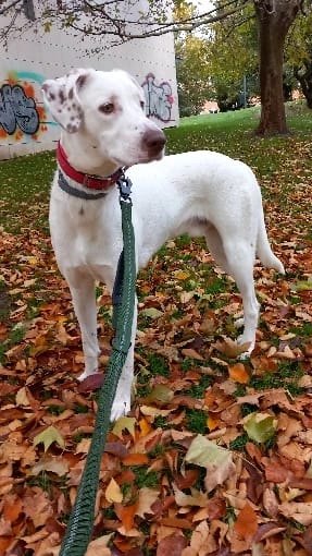 Customer photo review of Heavy-Duty Reflective Bungee Dog Leash with Car Seatbelt Attachment for Large Dogs - Tactical Shock-Absorbing No Pull Design
