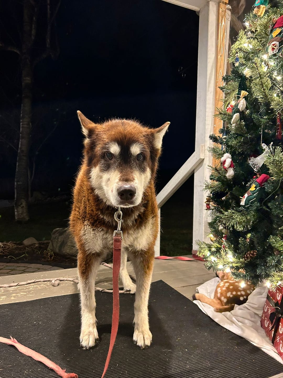 Customer photo review of PetKind SAP Protéine Animale Unique Nourriture pour chien