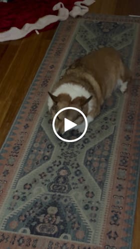 Customer video review of 4 Pack of Treats