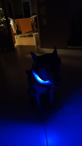 Customer photo review of LED Hundehalsband "Lumixa"