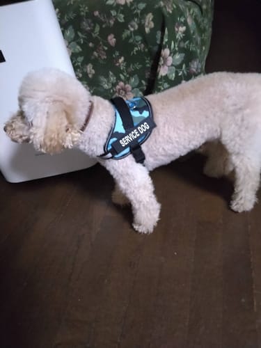 Customer photo review of FunFunPet 高機能ハーネス（お名前タグ作成サービス付き）