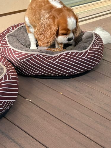 Customer photo review of Aussie Beef Neck Tendons (Small-Large Dogs)