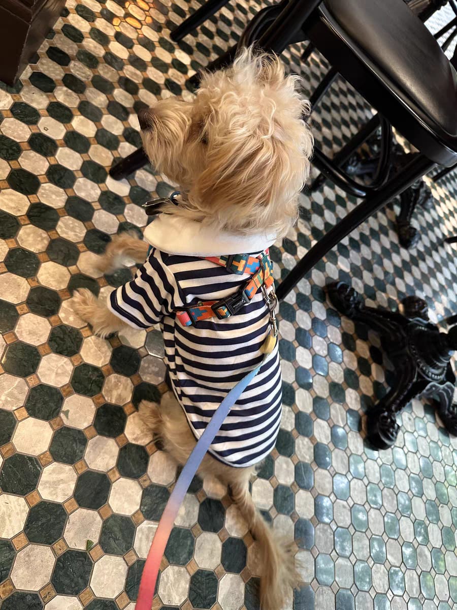 Customer photo review of Colorful PRO Protective Trachea Dog X Harness And 3-Way Buffer Traction Dog  Leash Set