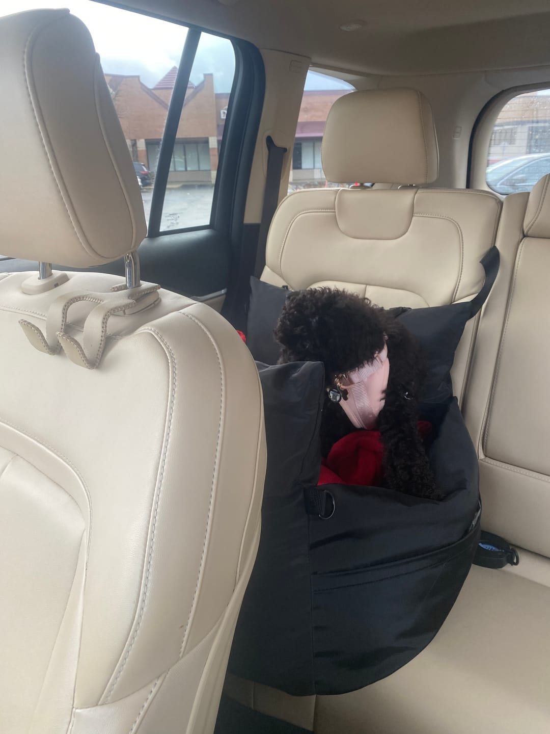 Customer photo review of 4Cats&Dogs Car & Travel Bed