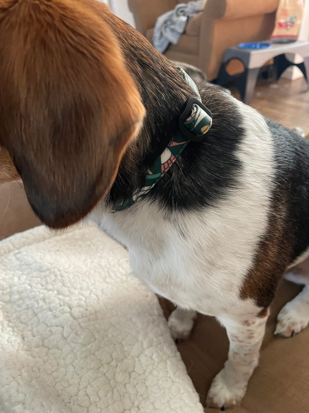 Customer photo review of NOOM: Artist Series Collar