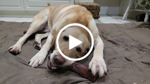 Customer video review of Smoked Beef Marrow Bone