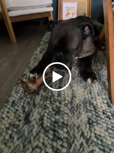 Customer video review of Large Dog Holiday Bundle (Your 12oz Jerky+2 Large Bones+12" Hick. Bully)