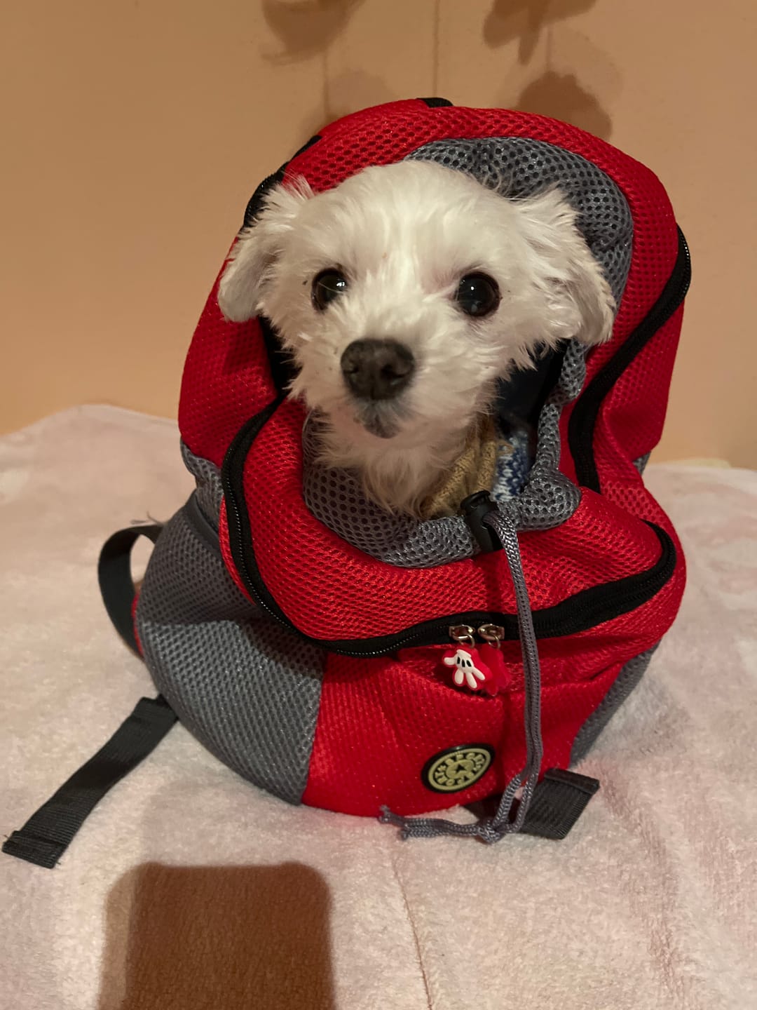 Customer photo review of Emmalove - Hunde-Rucksack