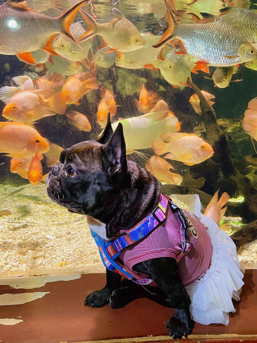 Customer photo review of Colorful PRO Protective Trachea Dog X Harness And 3-Way Buffer Traction Dog  Leash Set
