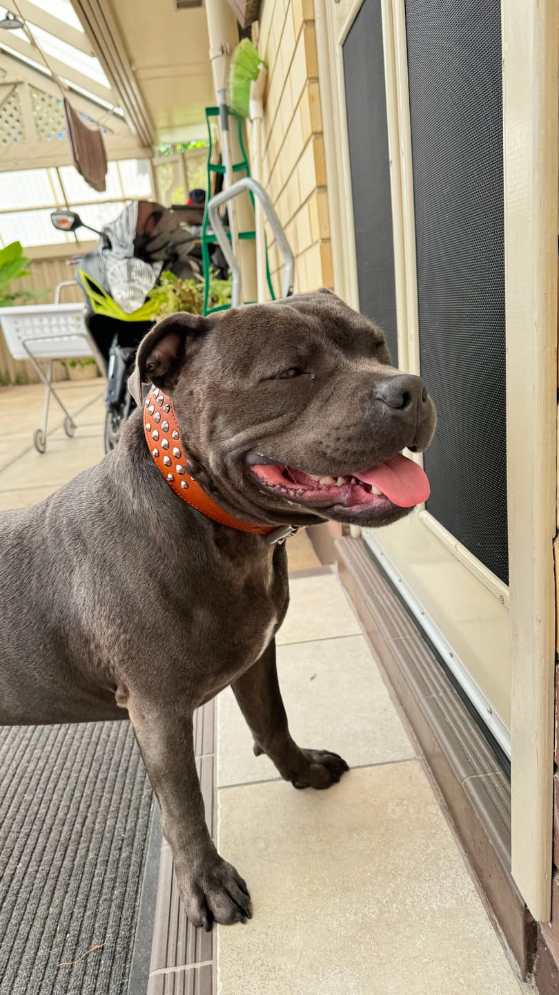 Customer photo review of Hand Made Leather Dog Collar - RuffNeck Brown & Chrome (Wide Fit)