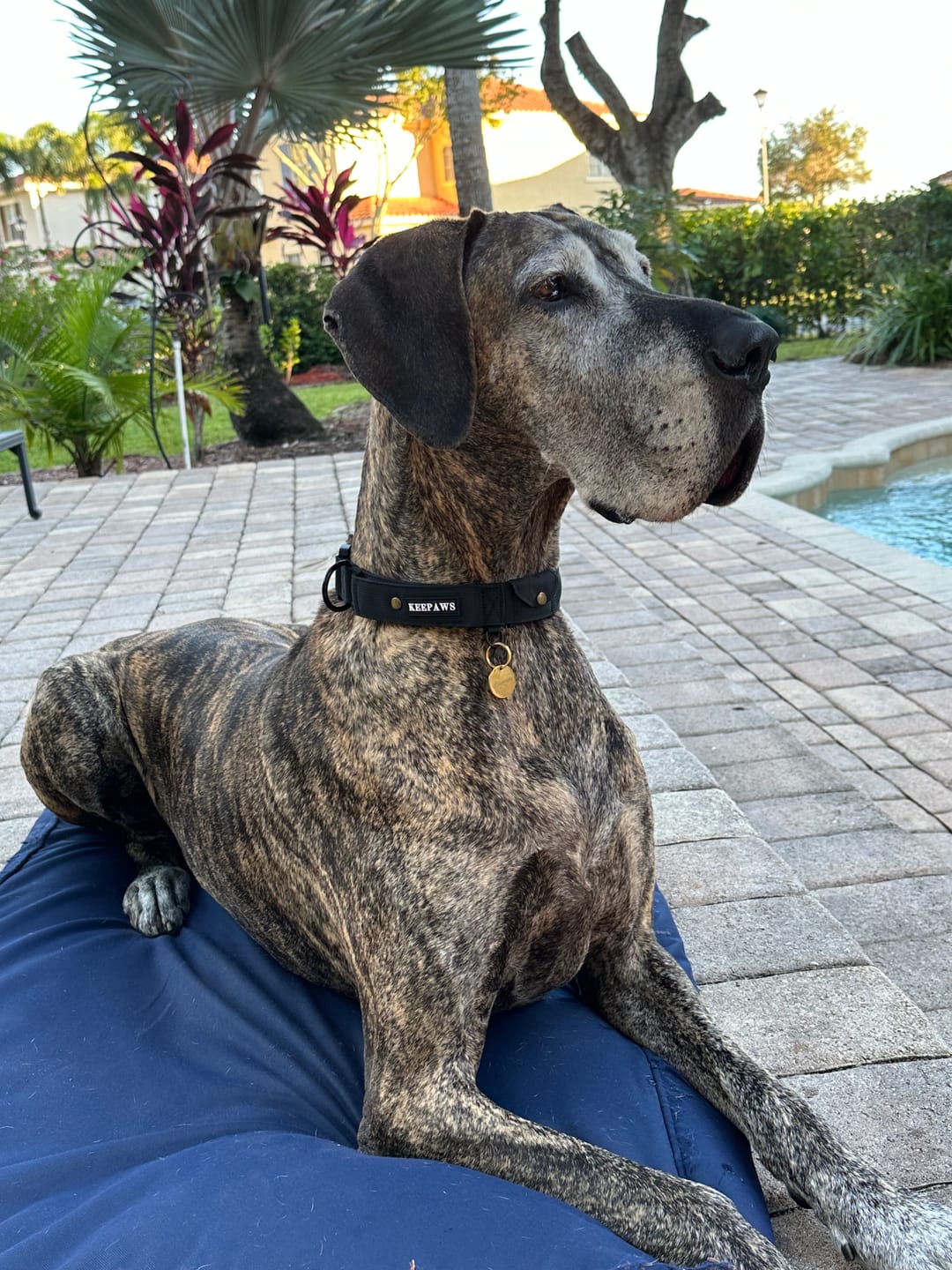 Customer photo review of Keepaws™ Tactical AirTag Collar