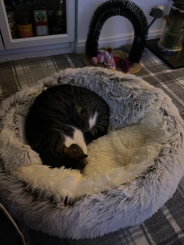 Customer photo review of Burrow Buddy™ - Pet Bed
