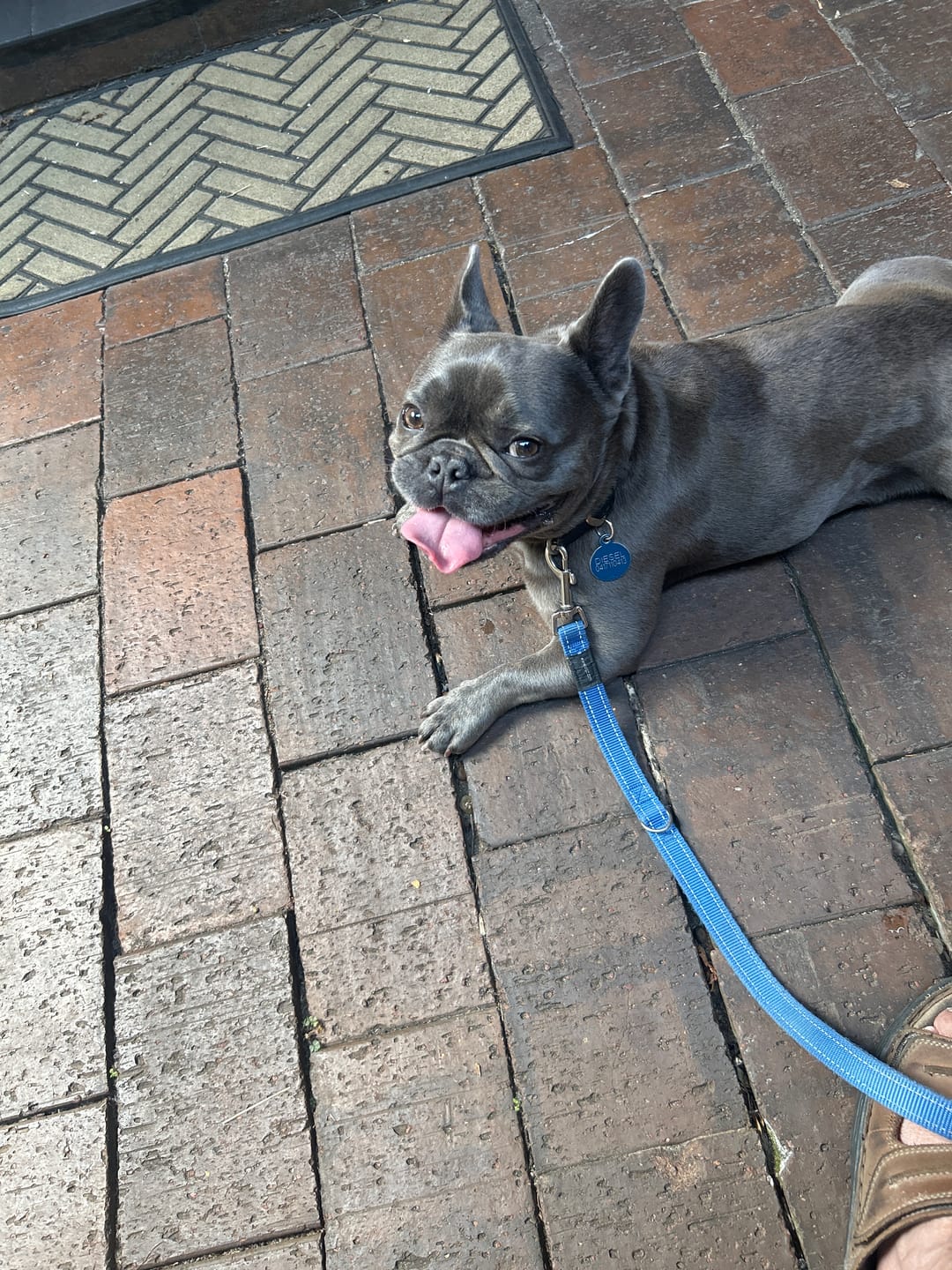 Customer photo review of Primal Raw Green Tripe | Immune & Digestive Health Dogs & Cats