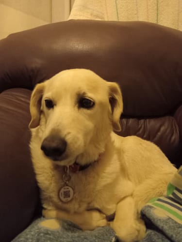 Customer photo review of Placa Rosada Flores