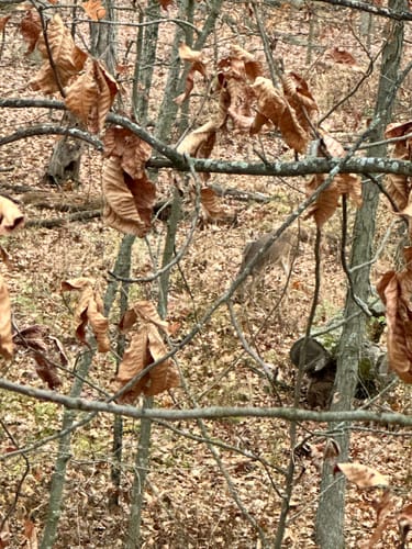 Customer photo review of Beast Titanium-Steel Hybrid Broadheads