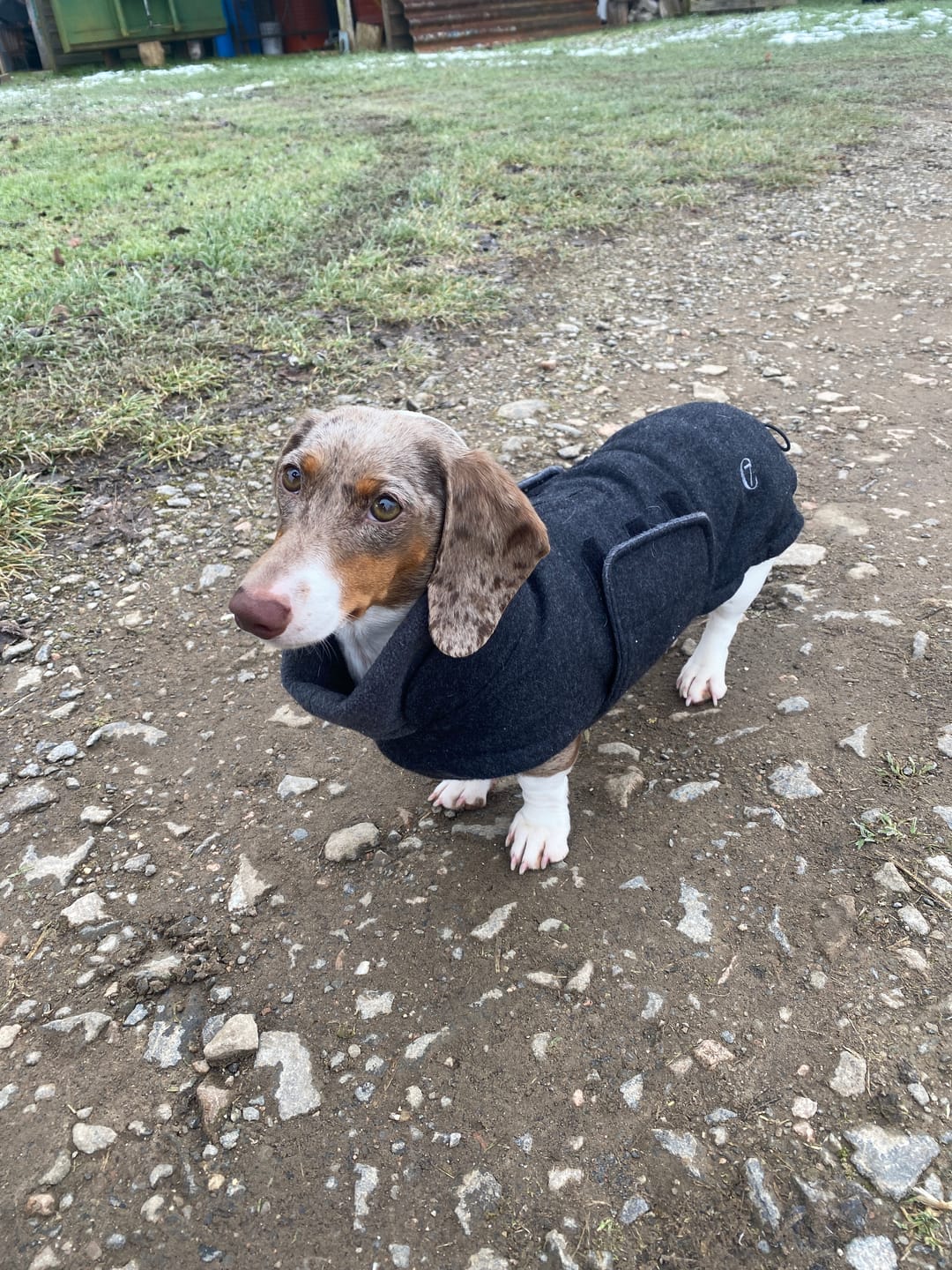 Customer photo review of CLOUD7 Hundemantel Brooklyn Flannel Dackel Anthra