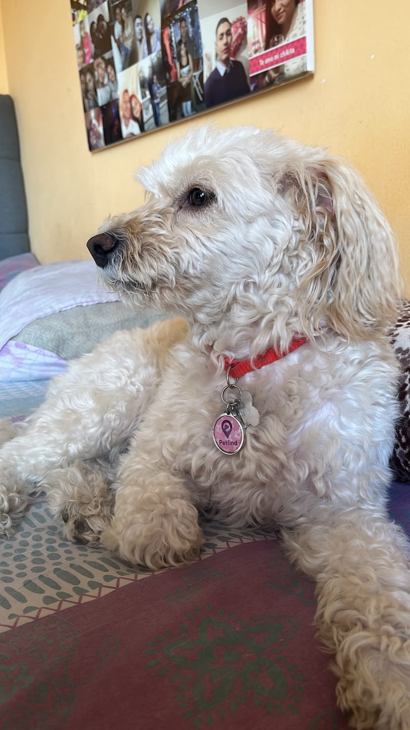 Customer photo review of Placa Rosada Flores
