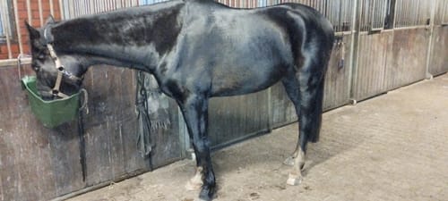 Customer photo review of Strotonin Horse Support