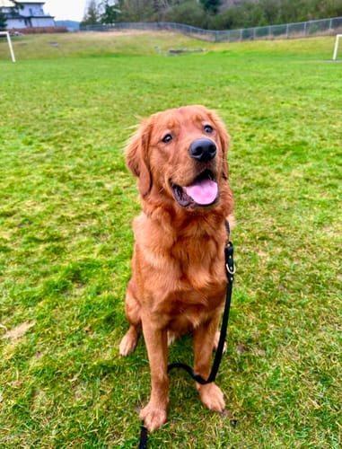 Customer photo review of Adjustable Biothane Quick Release Dog Collar