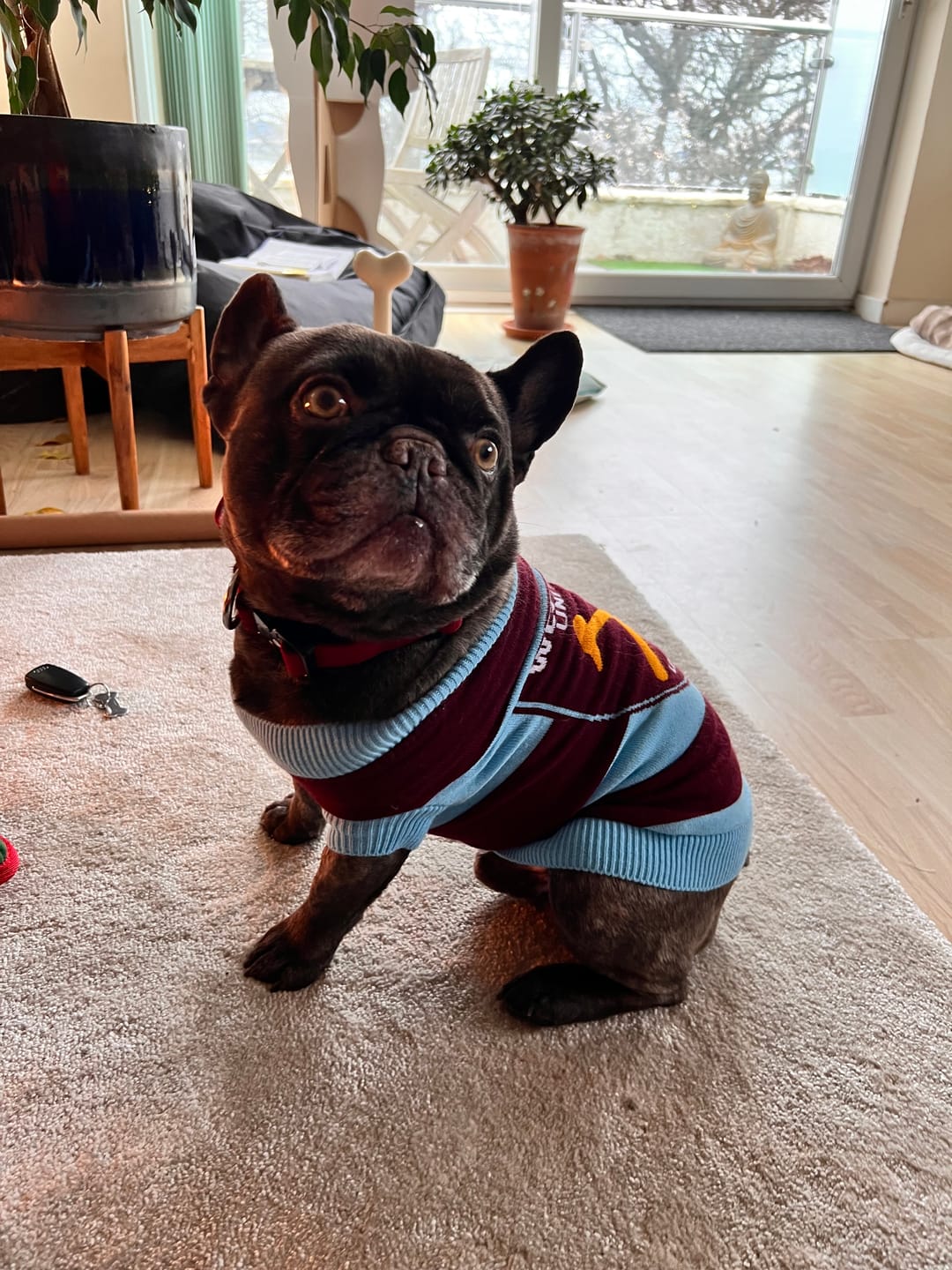 Customer photo review of 2.5cm Combat® Collar | With Handle & Rated Clip - Burgundy