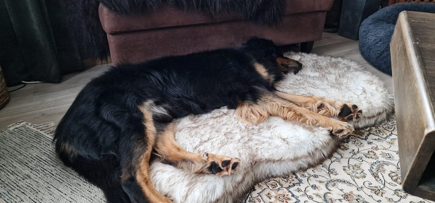 Customer photo review of ComfyRug Original - Hundeseng med premium memory foam